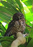 Morepork